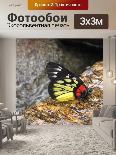 Фотообои Бабочка