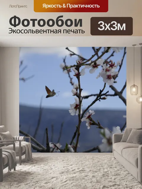 Фотообои Колибри ястреб моли