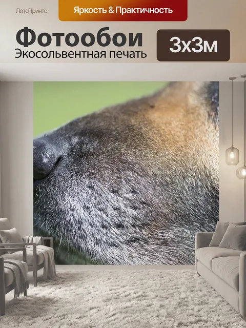 Фотообои Собака
