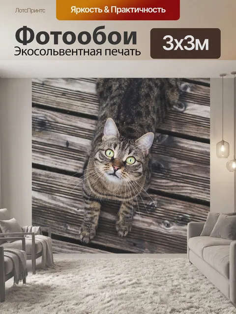 Фотообои Кошка