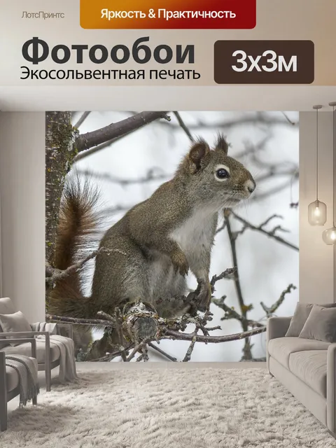 Фотообои Белка
