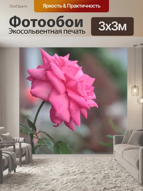 Фотообои Цветок розы