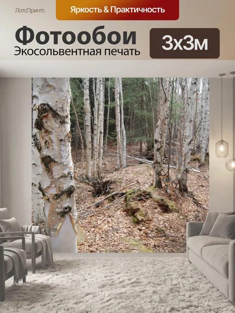 Фотообои березы