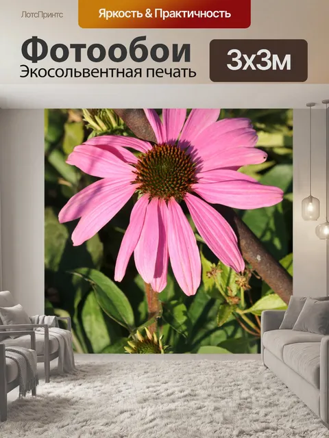Фотообои Розовый Coneflower и бутоны