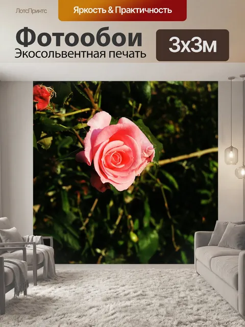 Фотообои Роза