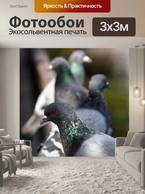 Фотообои Голуби