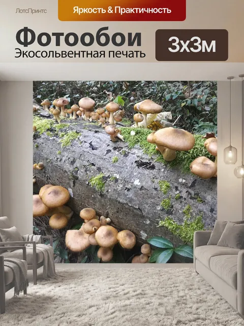 Фотообои Грибы