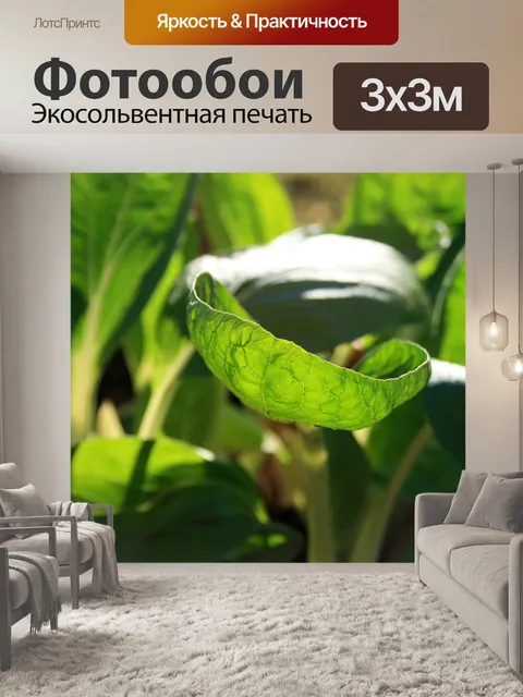 Фотообои обхватил bokchoy лист
