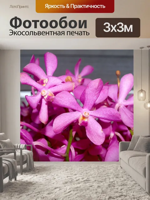 Фотообои Фото цветка орхидеи