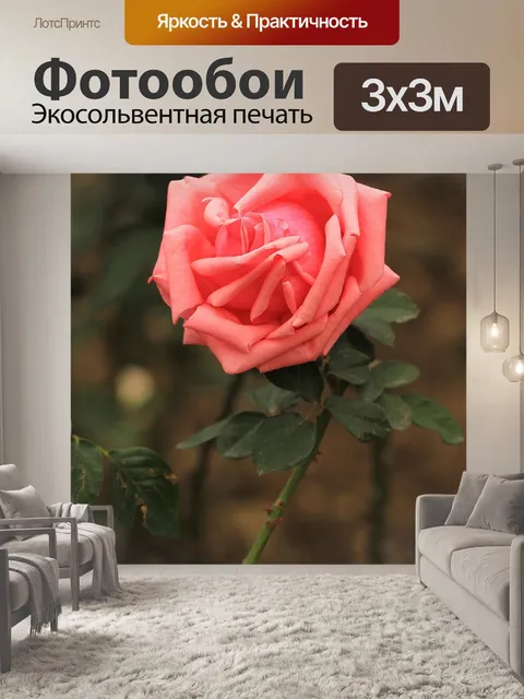 Фотообои Роза