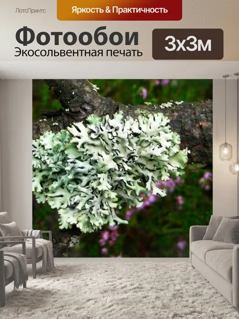 Фотообои Северные деревьев лишайники