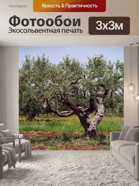 Фотообои Оливковое дерево