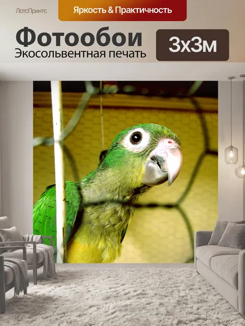 Фотообои Попугай Детский сад