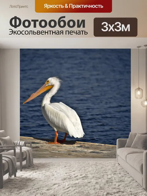 Фотообои Один пеликан