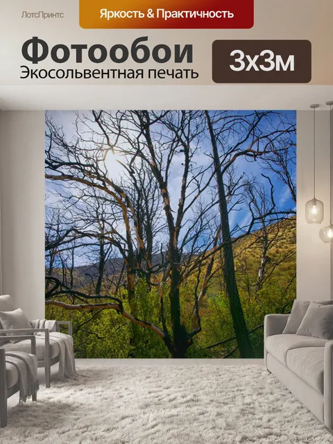 Фотообои Солнечный свет в деревья