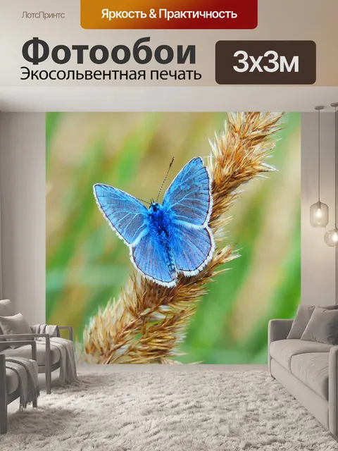 Фотообои Голубянка икар