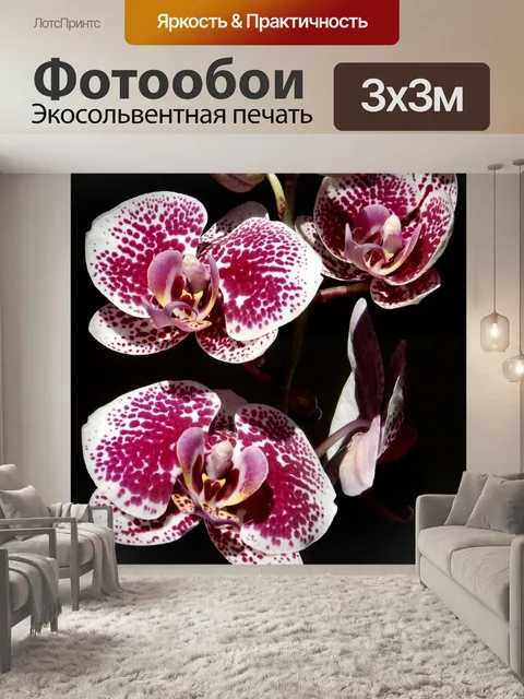 Фотообои Орхидея