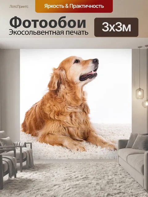 Фотообои Золотистый ретривер