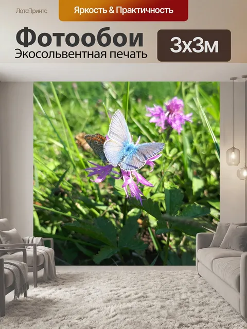 Фотообои Бабочка