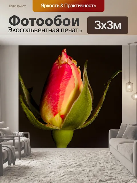 Фотообои Роза