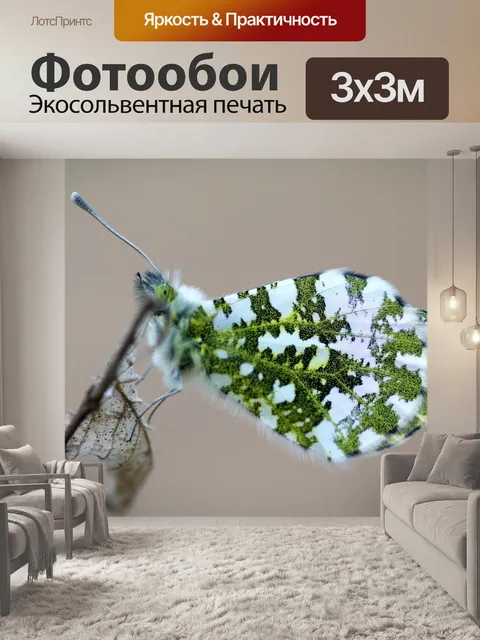 Фотообои Бабочка