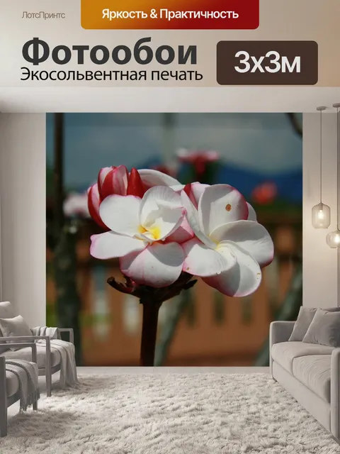 Фотообои Цветы франжипани