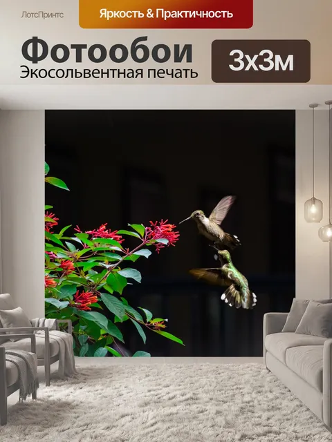 Фотообои Колибри