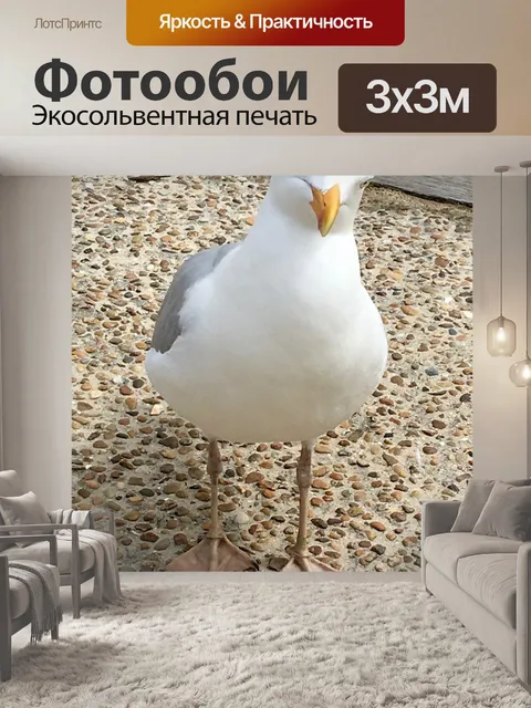Фотообои Чайка