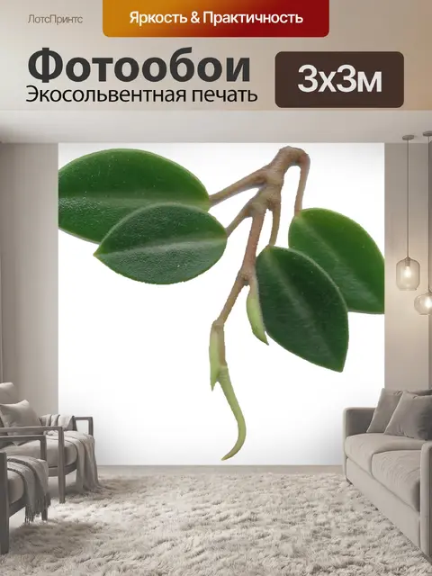 Фотообои Листья