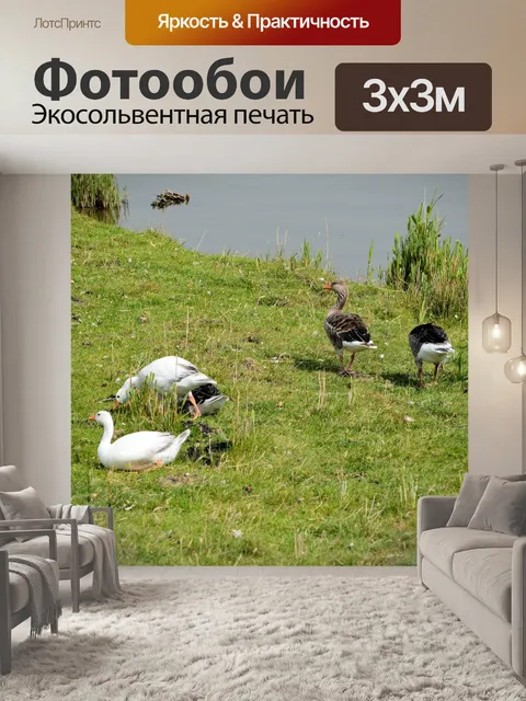 Фотообои Гуси