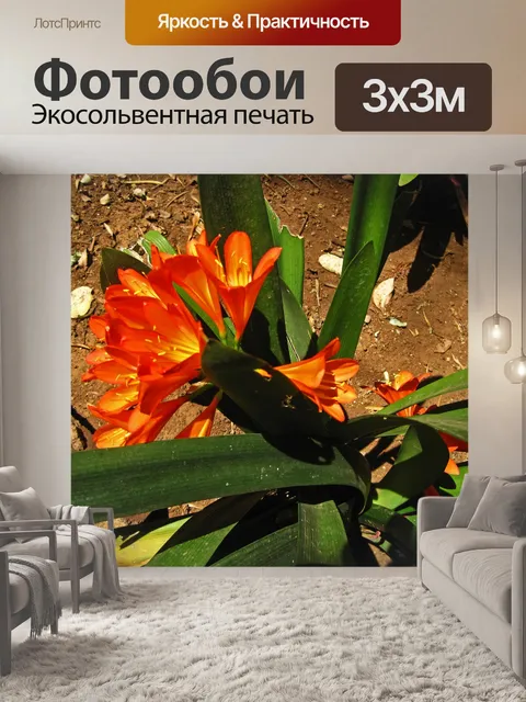 Фотообои оранжевые лилии clivia miniata