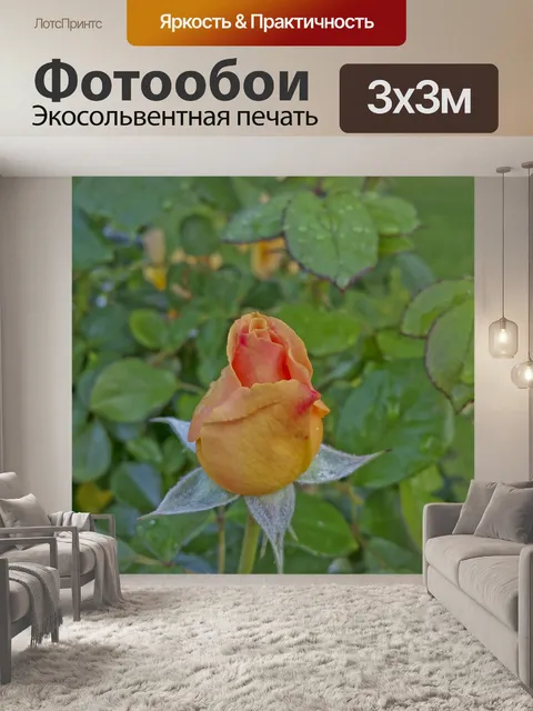 Фотообои Оранжевый розовый бутон