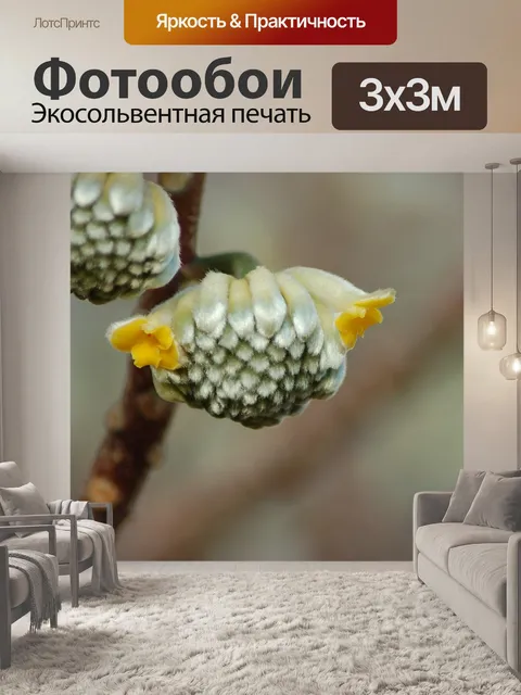 Фотообои Цветы