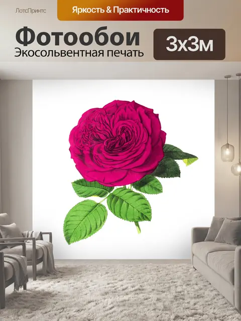 Фотообои Нарисованный цветок розы