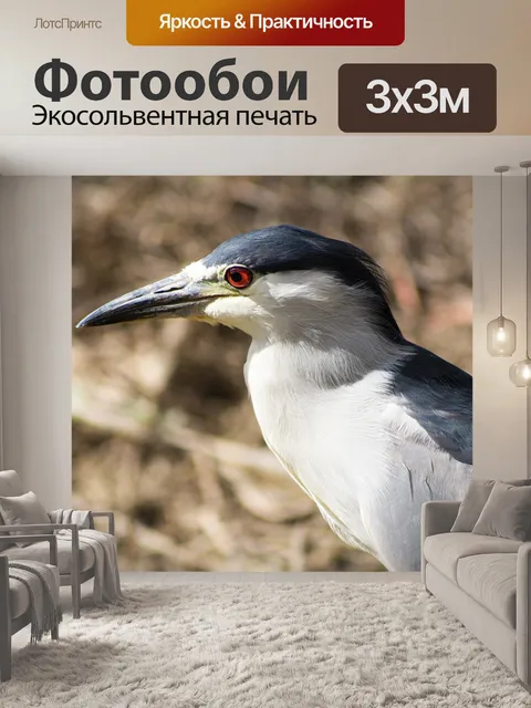 Фотообои Птица