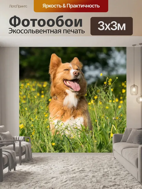 Фотообои Собака