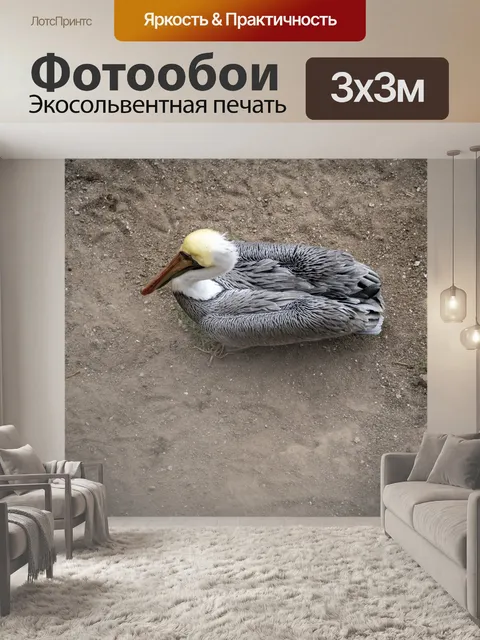 Фотообои пеликан
