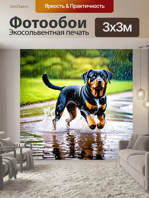 Фотообои ротвейлер на свежем воздухе, прыгающий через лужи во время дождя
