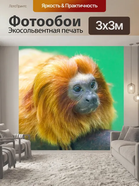 Фотообои Золотой лев тамарин
