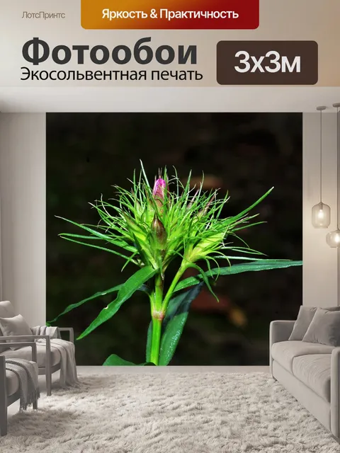 Фотообои Цветы