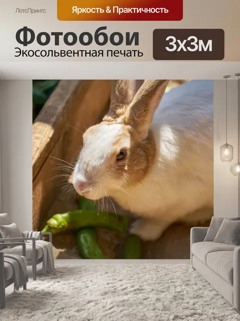 Фотообои Кролик