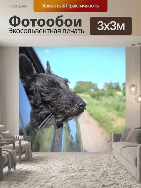 Фотообои Собака