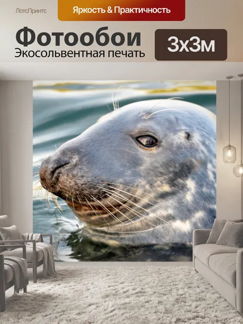 Фотообои Тюлень