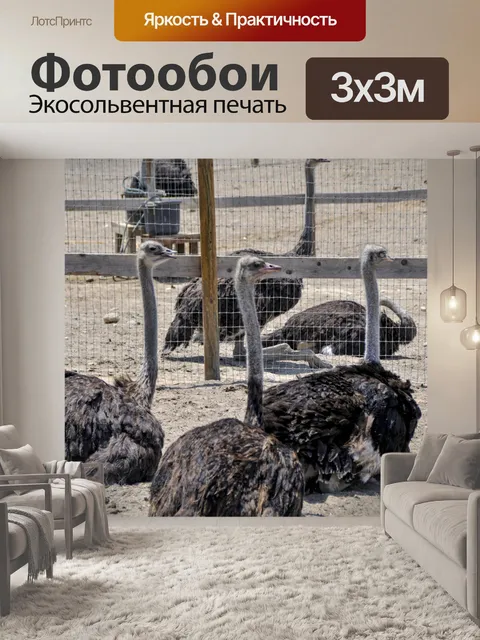 Фотообои Сидящие страусы