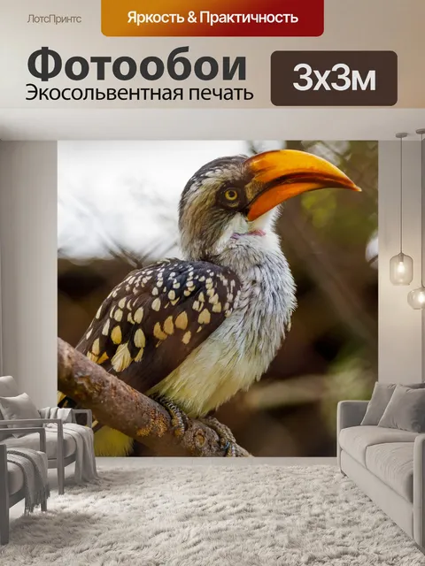Фотообои желтоклювый птица-носорог