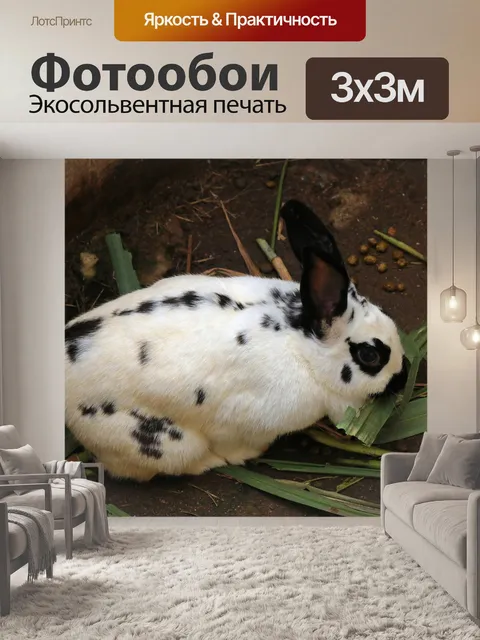 Фотообои черно-белый кролик, питающийся зеленью