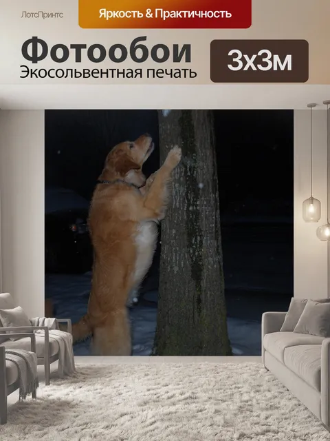 Фотообои Собака пытается получить белка