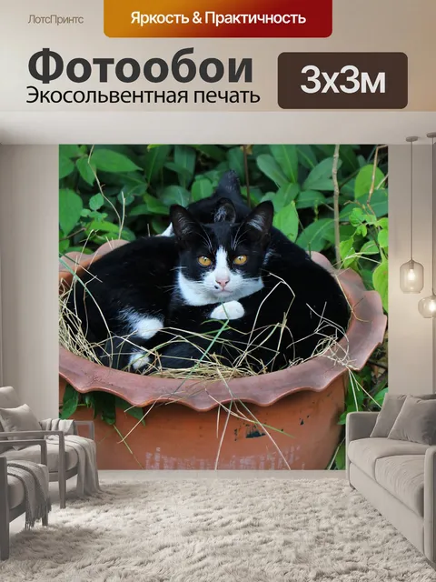 Фотообои Кошки