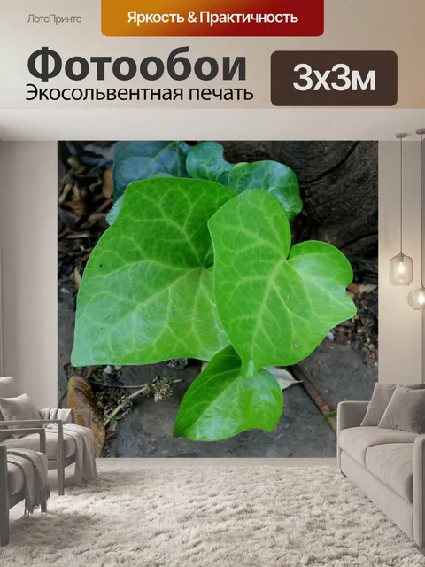 Фотообои листья плюща