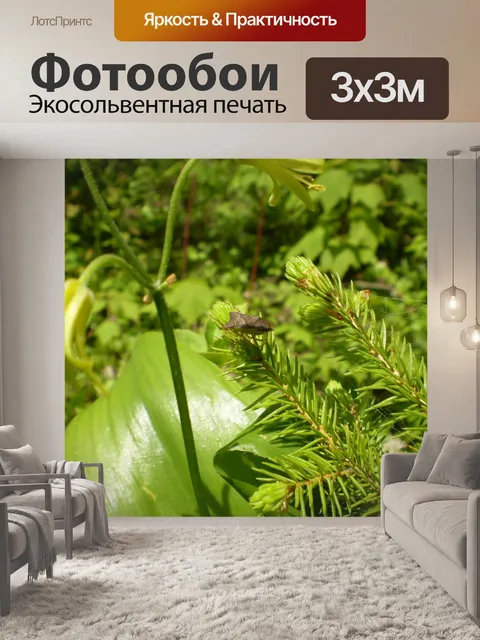 Фотообои Ель отделения
